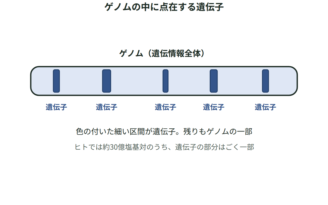 ゲノム全体を表す長い帯の中に、遺伝子にあたる区間がいくつか点在している様子を示した図