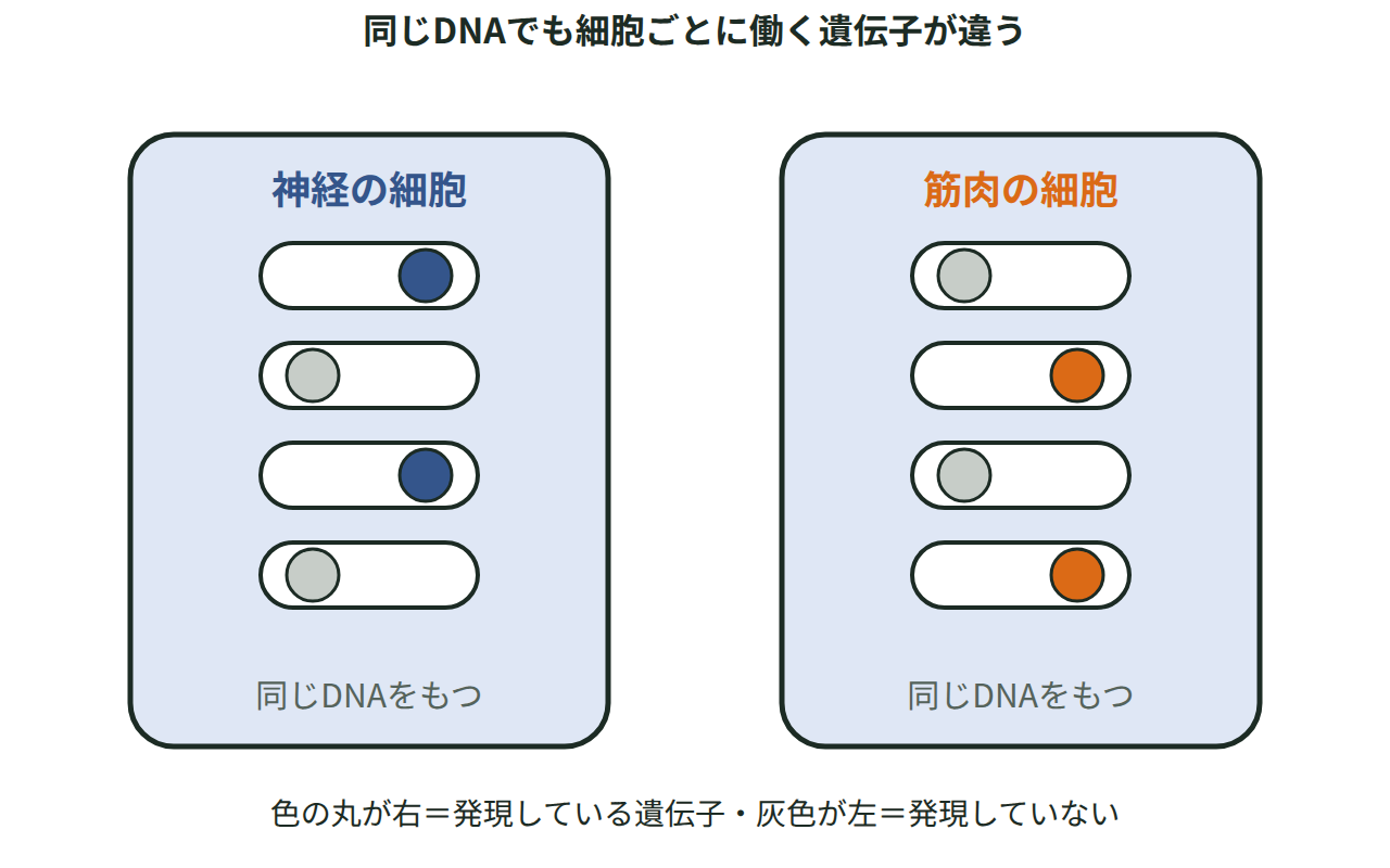 同じDNAをもつ神経の細胞と筋肉の細胞で、オンになる遺伝子のスイッチの位置が異なる様子を示した図