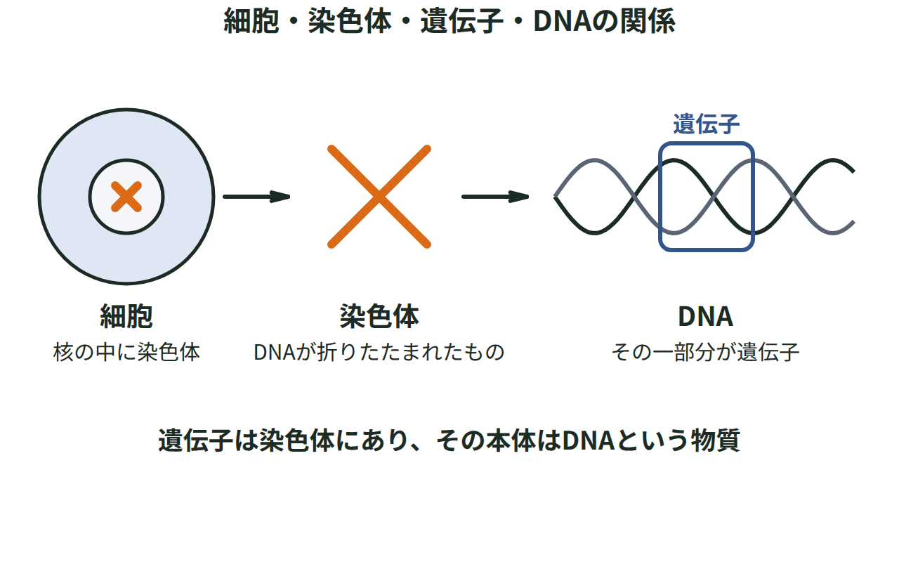 細胞の核の中に染色体があり、染色体をほどくとDNAという長い糸状の物質で、その一部分が形質を決めるもとであることを順に拡大した図