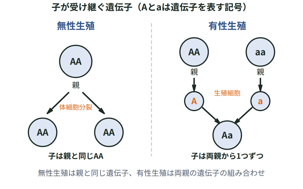 無性生殖では親と同じAAの子ができ、有性生殖では親AAと親aaの生殖細胞Aとaが受精してAaの子ができる様子を並べた図