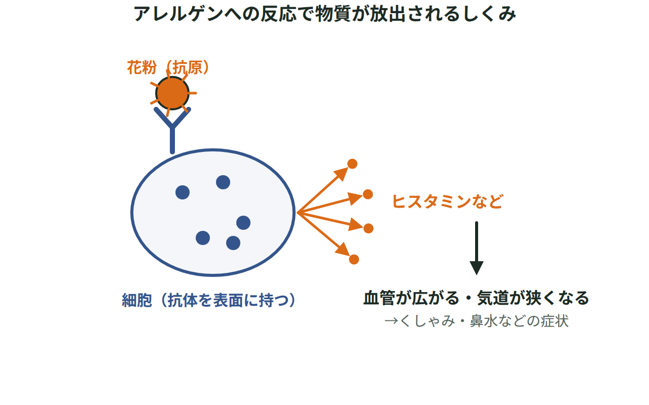 花粉が結びついた抗体を持つ細胞から、ヒスタミンなどの物質が放出される様子を描いたアレルギーの図