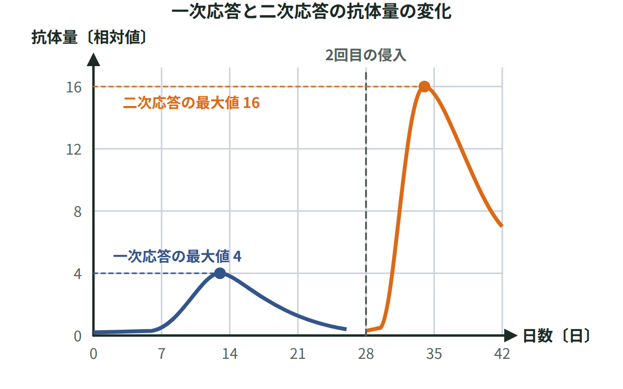 横軸に日数、縦軸に抗体量をとり、一次応答より二次応答のほうが速く大きく立ち上がる2本の曲線を描いたグラフ