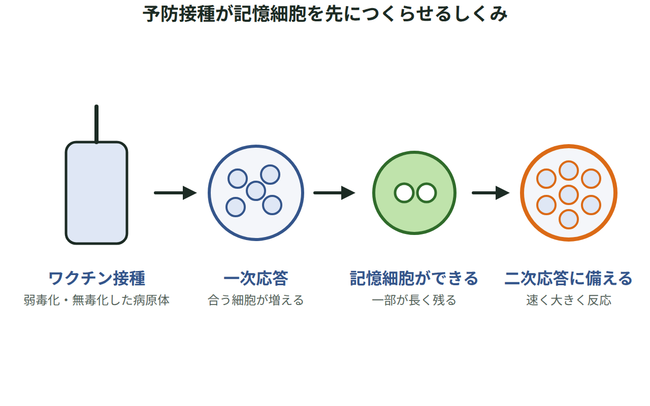 ワクチン接種、一次応答、記憶細胞ができる、二次応答に備えるの4段階を矢印でつないだ図