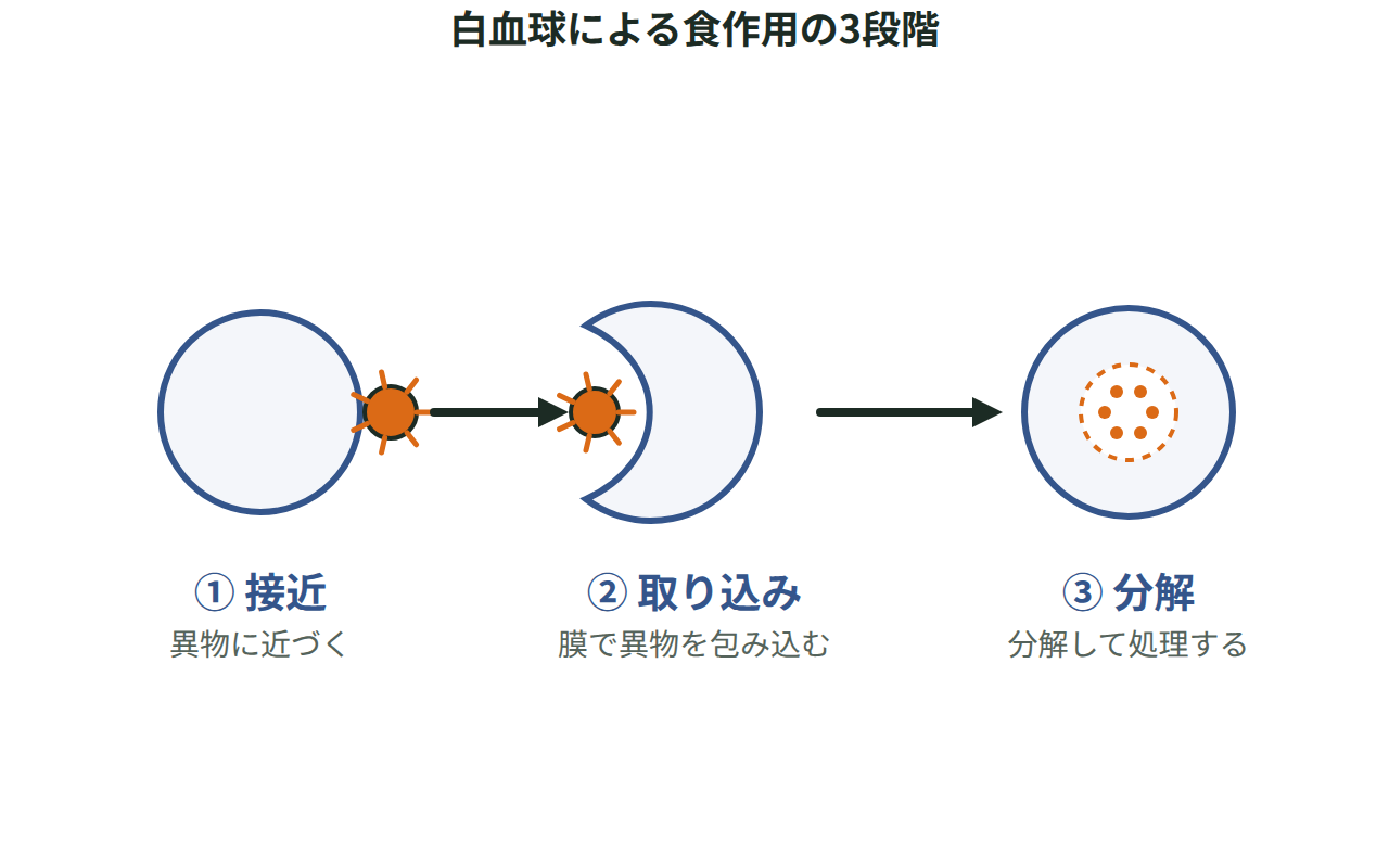 白血球が異物を細胞内に取り込み、分解していく3段階を矢印で示した図