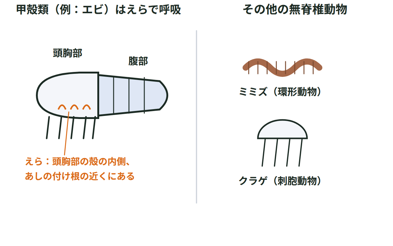 甲殻類（エビ）のえらの位置と、節足動物でも軟体動物でもないミミズ・クラゲの体のつくりを並べた図