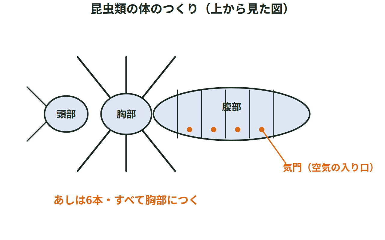昆虫類の体が頭部・胸部・腹部の3つに分かれ、6本のあしがすべて胸部につき、胸部と腹部に気門がある様子を示す図