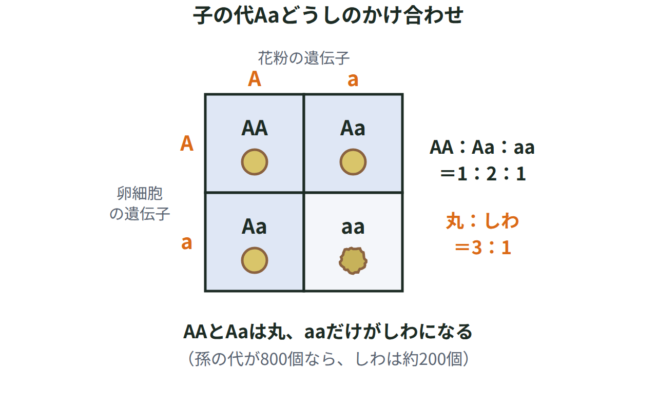 花粉側のAとa、卵細胞側のAとaを縦横に並べた2行2列の表で、AA・Aa・Aa・aaの4つの組み合わせができ、丸：しわが3：1になることを示す図