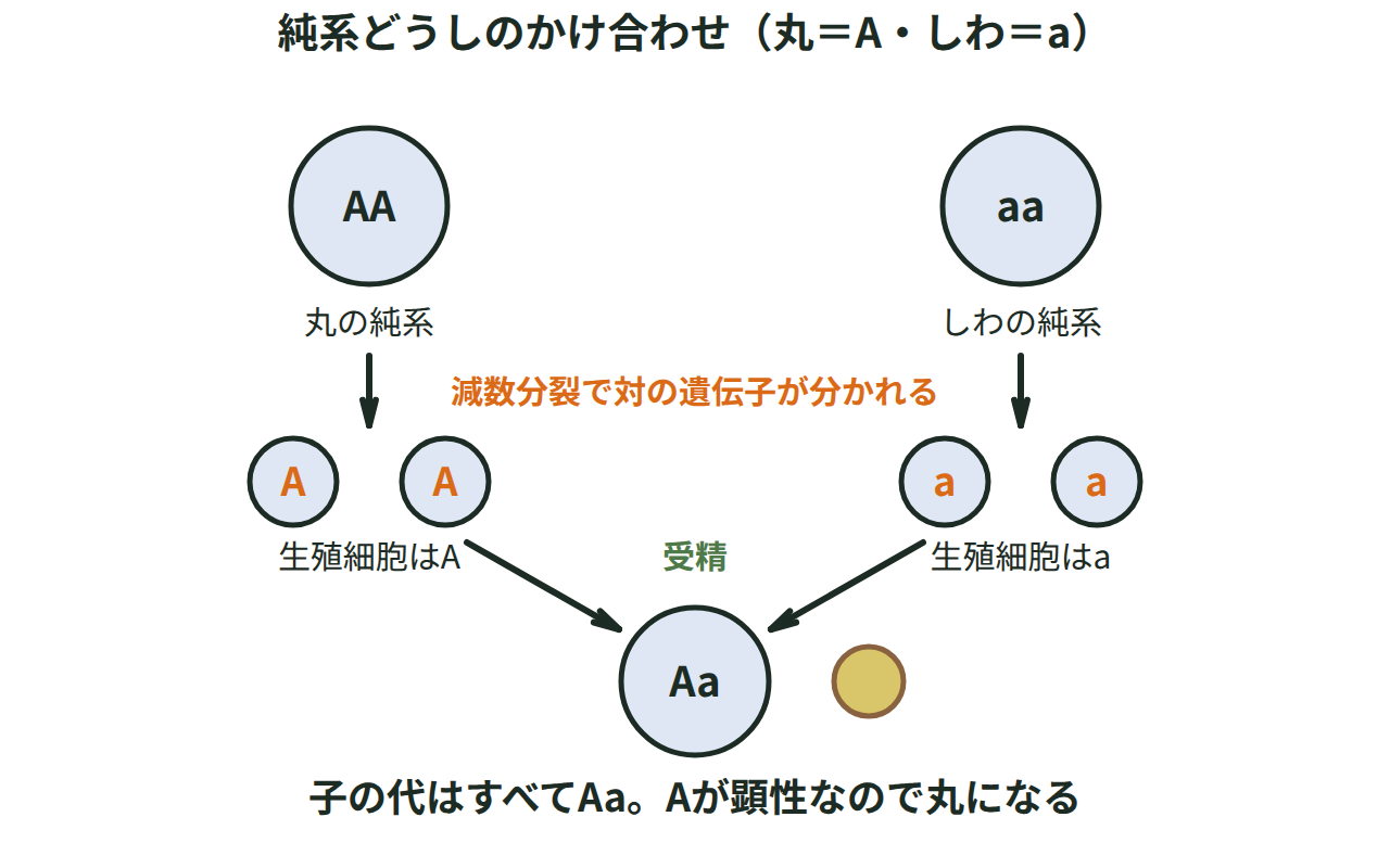 丸の純系AAとしわの純系aaがそれぞれ減数分裂で遺伝子Aだけ・aだけをもつ生殖細胞をつくり、受精して子の代がすべてAaの丸い種子になる様子を示す図