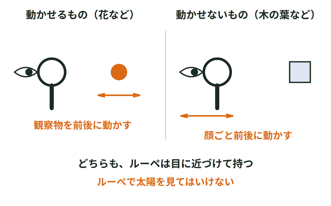 ルーペを目に近づけて持ち、動かせる観察物は観察物を、動かせない観察物は顔を前後に動かしてピントを合わせる様子を示す図