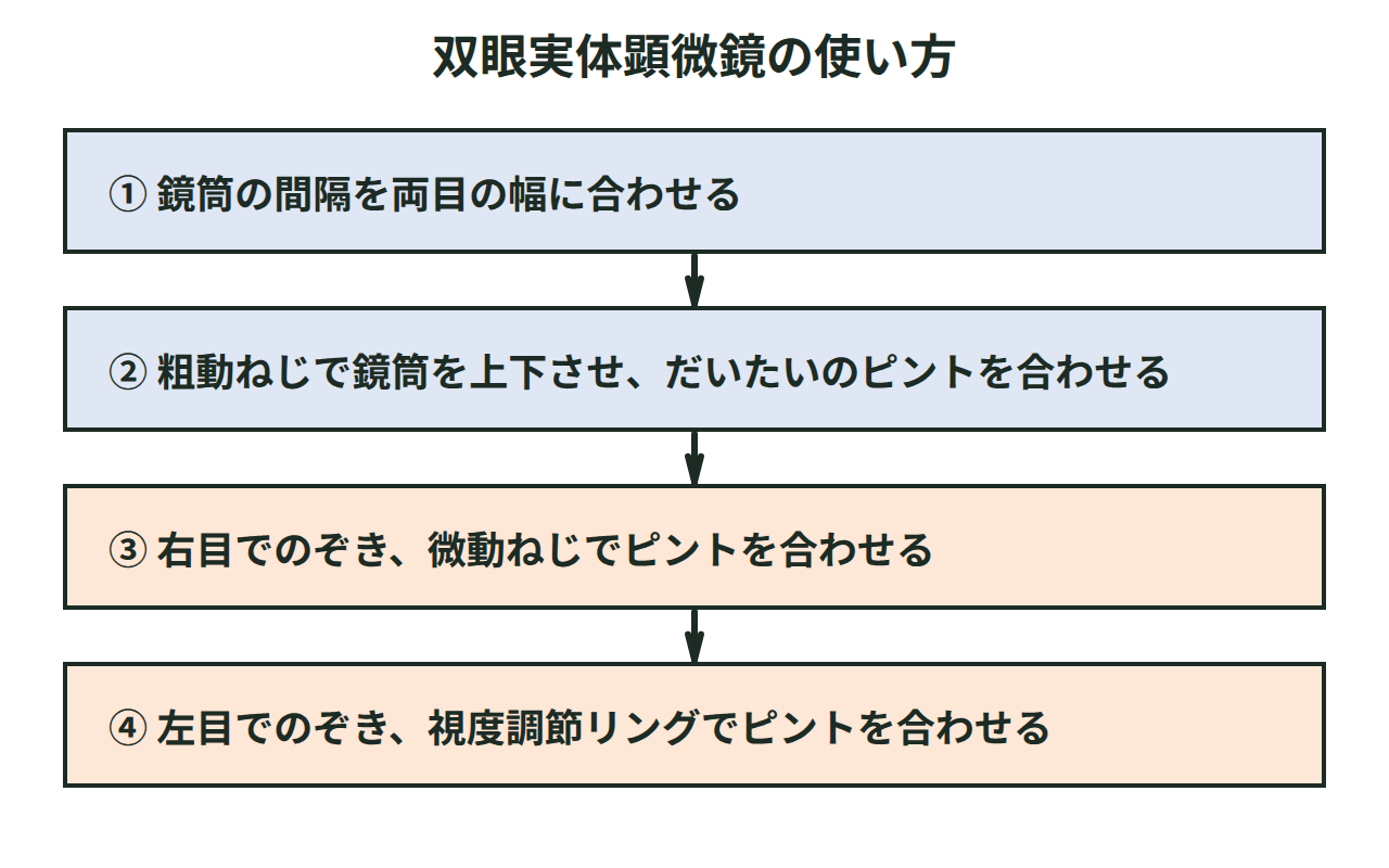 双眼実体顕微鏡の使い方を、鏡筒の間隔を合わせる、粗動ねじでだいたいのピントを合わせる、右目で微動ねじ、左目で視度調節リングの4段階で示した図