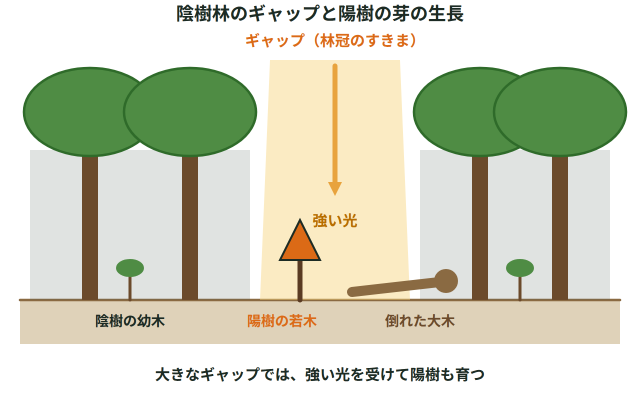 陰樹林の林冠にできたすきまから強い光が差し込み、倒れた大木のそばで陽樹の若木が育つようすを描いた図