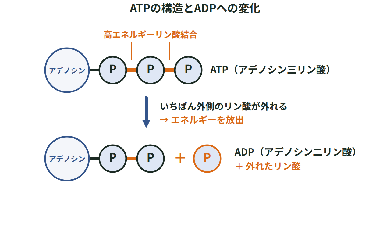 アデノシンにリン酸が3つ結合したATPから、リン酸が1つ外れてADPになる様子を矢印でつないだ図