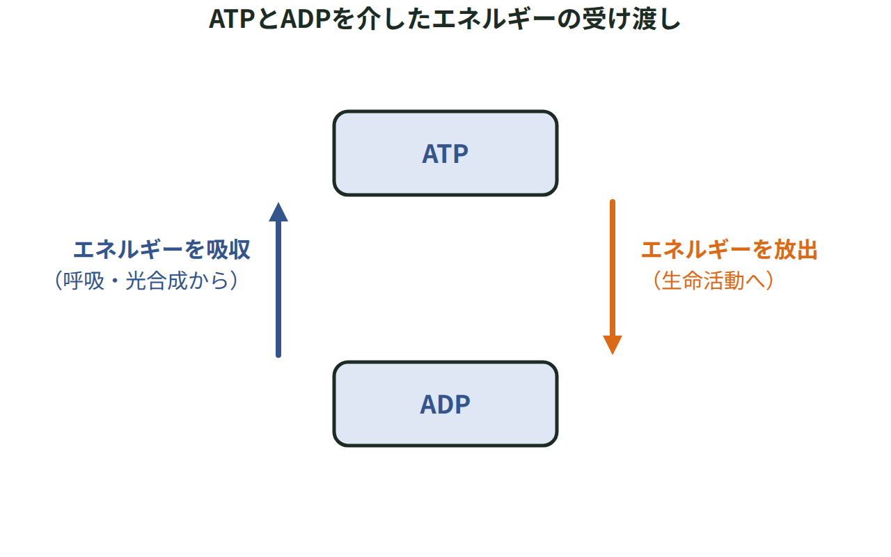 呼吸や光合成で得たエネルギーがATPに蓄えられ、ADPに戻るときに生命活動へ渡される流れを示した図