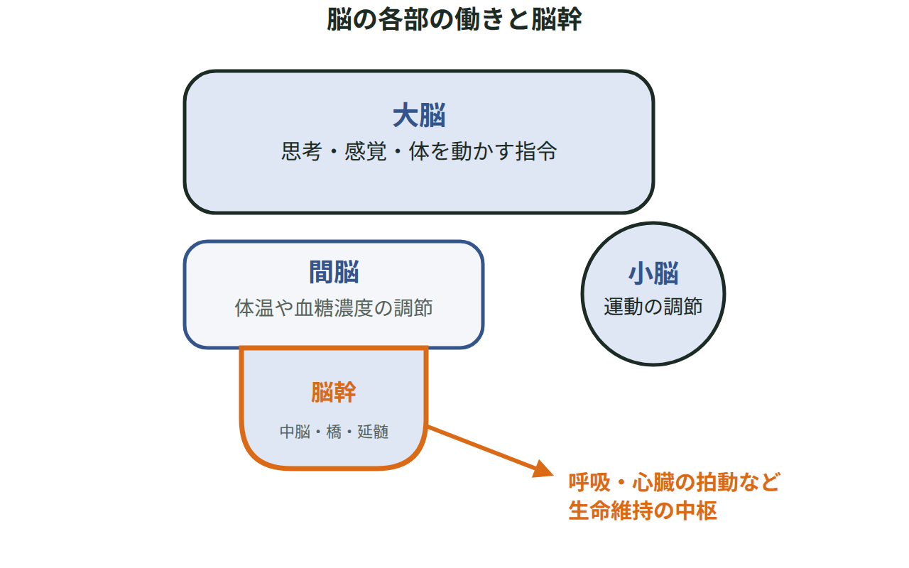 大脳・間脳・小脳・脳幹（中脳・橋・延髄）を四角形と円で描き分け、呼吸や心臓の拍動など生命維持の中枢になる部分を矢印で示した図