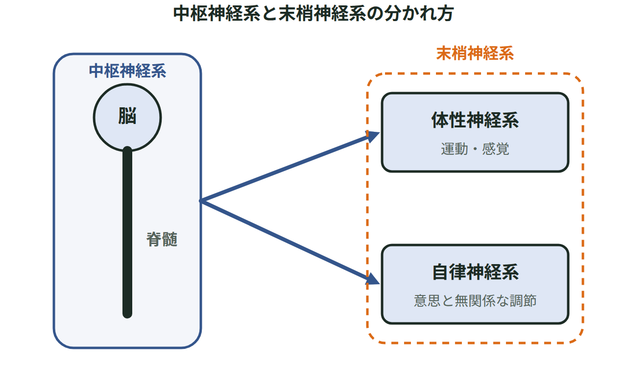 脳と脊髄を中枢神経系、そこから伸びる体性神経系と自律神経系を末梢神経系として色分けした四角形と矢印の模式図