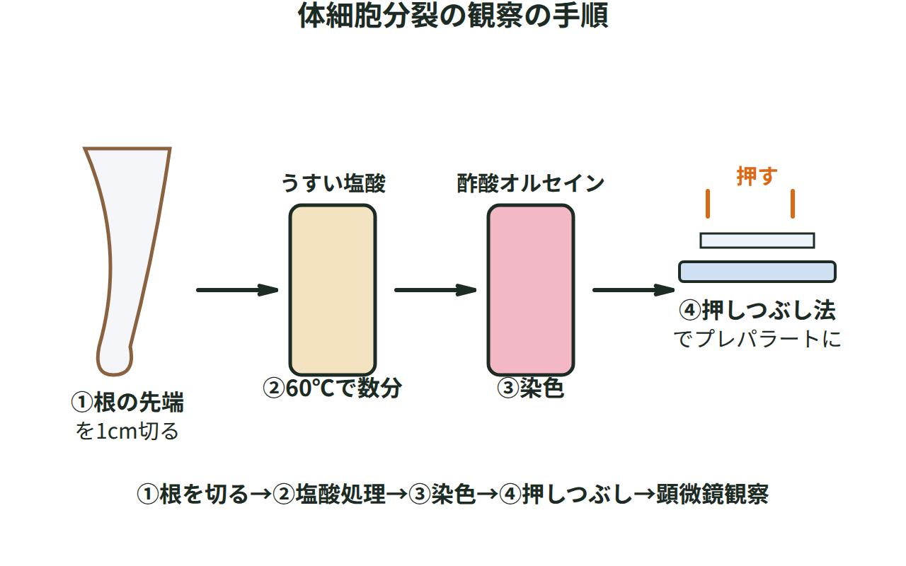 タマネギの根の先端をうすい塩酸にひたし、酢酸オルセイン液で染色し、スライドガラスとカバーガラスで押しつぶしてプレパラートを作る手順を示す図