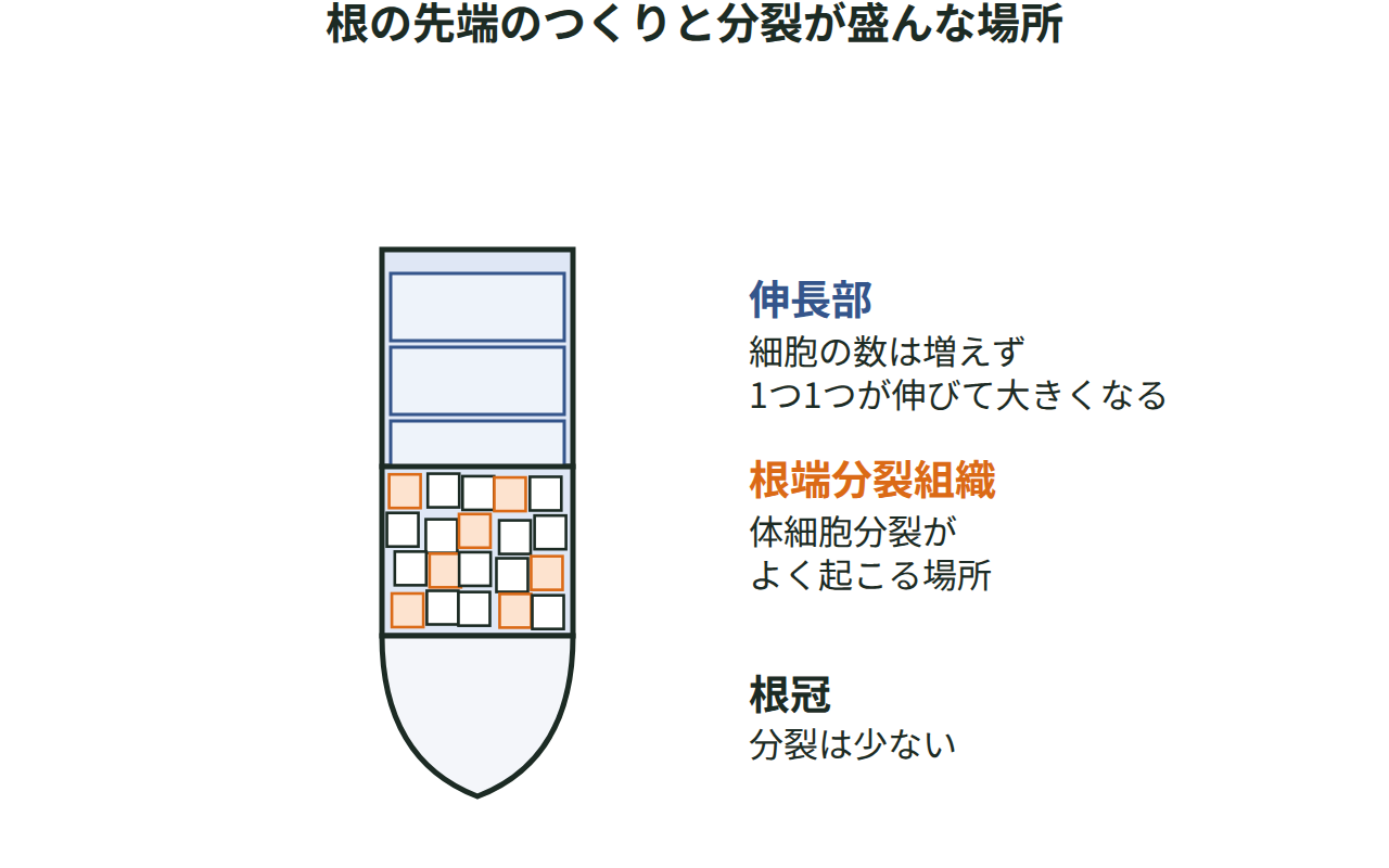 根の先端から、分裂が少ない根冠、体細胞分裂がよく起こる根端分裂組織、細胞が伸びて大きくなる伸長部までの3つの部分を示す図