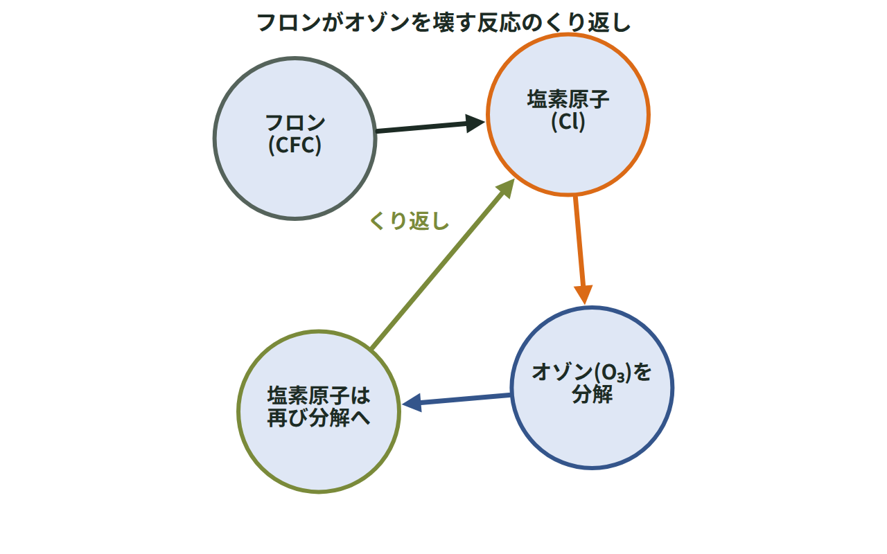 フロンが紫外線で分解されて塩素原子を生じ、オゾンを壊してはまた塩素原子に戻る反応の輪を示した図