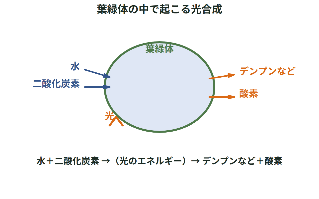 葉緑体の中で、水と二酸化炭素と光から、デンプンなどの有機物と酸素がつくられる光合成のしくみを示す図
