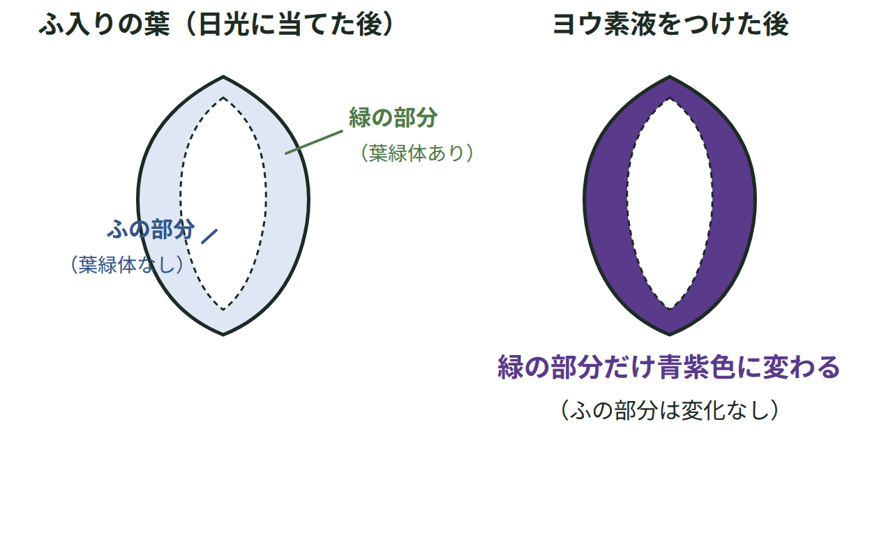 ふ入りの葉のふの部分と緑の部分にヨウ素液をつけたとき、緑の部分だけが青紫色に変わる様子を示す対照実験の図