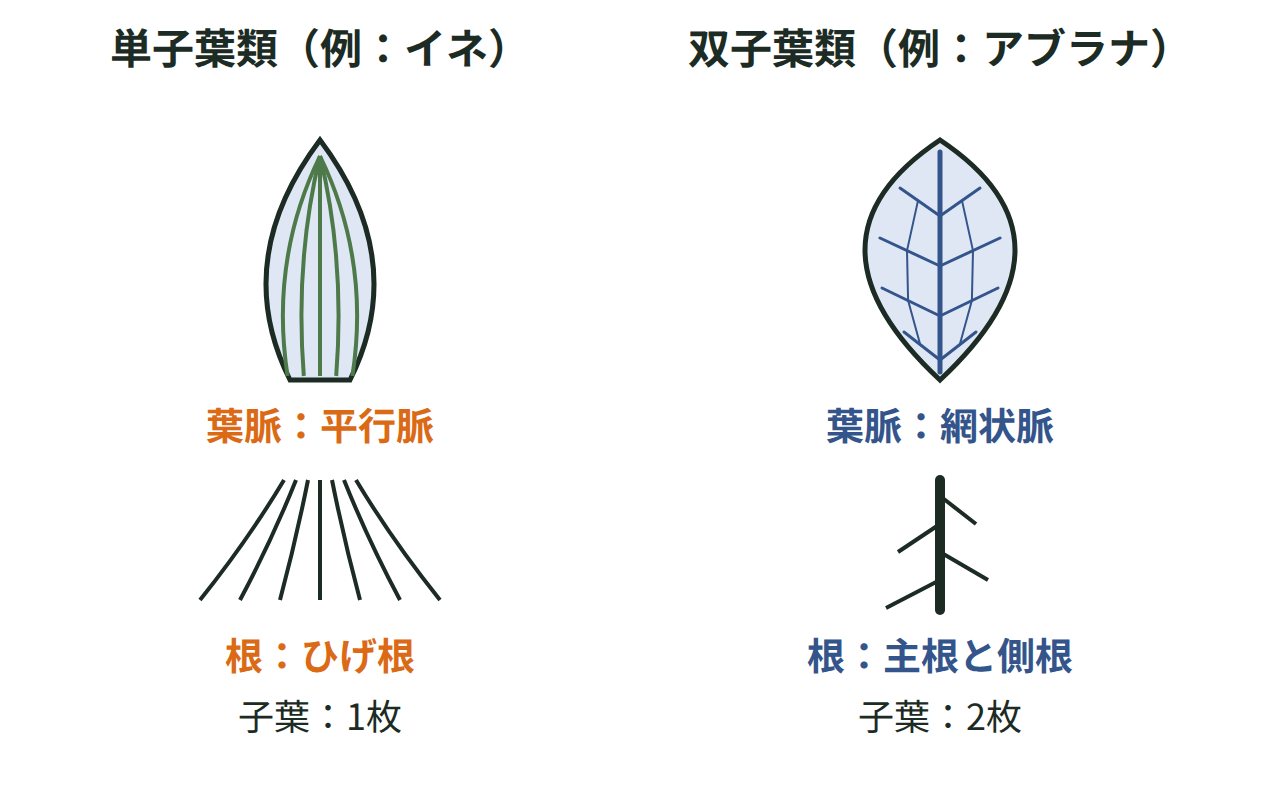 単子葉類（平行脈・ひげ根・子葉1枚）と双子葉類（網状脈・主根と側根・子葉2枚）の葉と根のつくりを並べて比較する図