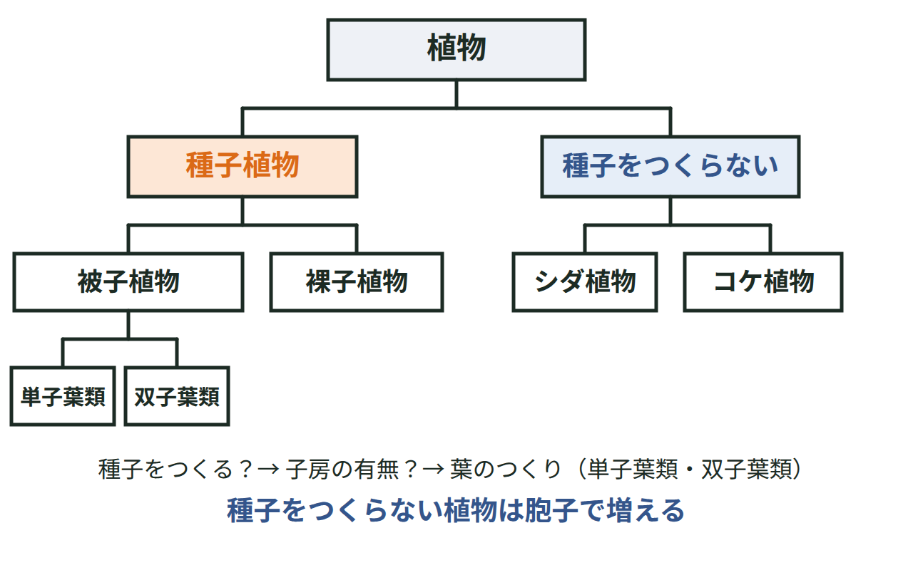 植物の分類を樹形図にした図。種子植物が被子植物（単子葉類・双子葉類）と裸子植物に分かれ、種子をつくらない植物がシダ植物とコケ植物に分かれる様子を示す