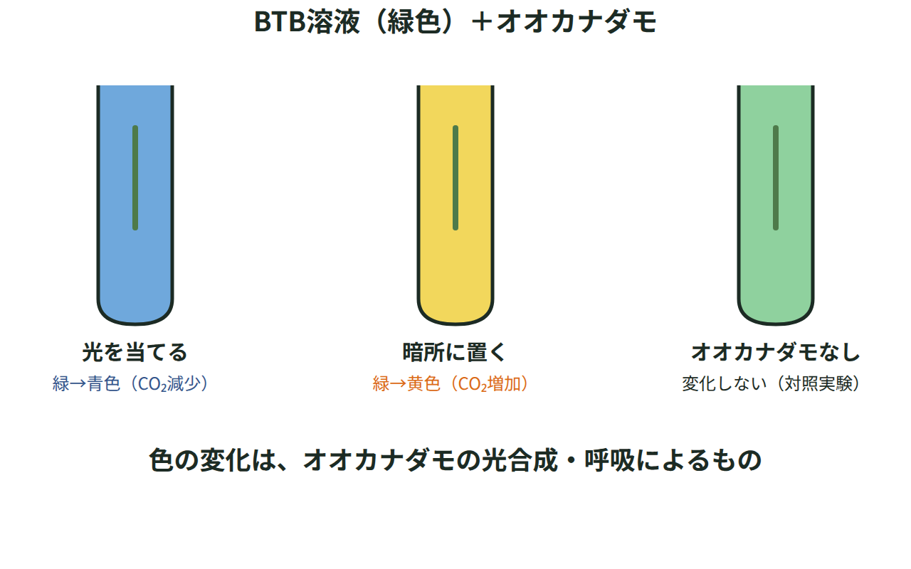 緑色に調整したBTB溶液とオオカナダモを入れた試験管が、光を当てると青色に、暗所に置くと黄色に変わる対照実験の図