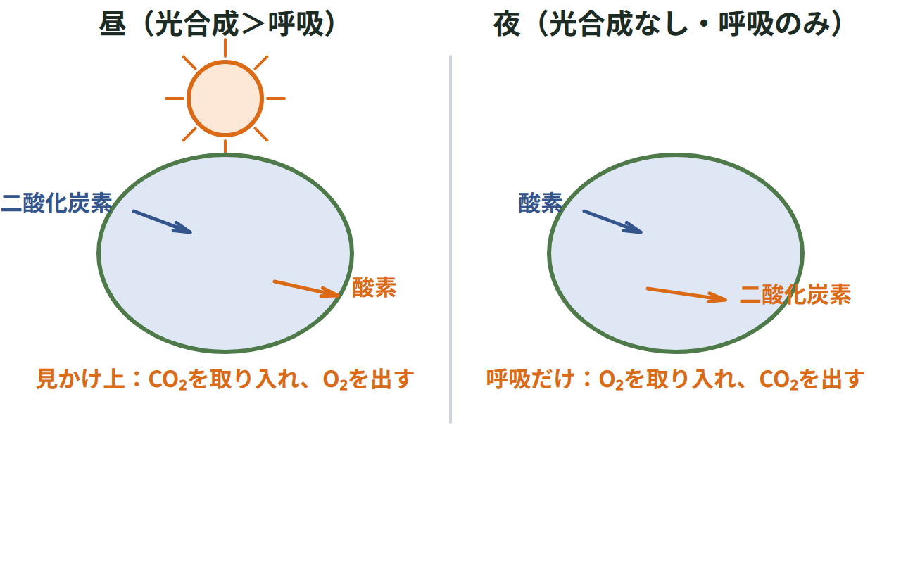 昼は光合成が呼吸より盛んで見かけ上二酸化炭素を取り入れ酸素を出し、夜は呼吸だけが行われ二酸化炭素を出すことを示す図