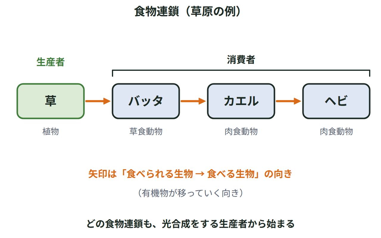草→バッタ→カエル→ヘビの食物連鎖を、食べられる生物から食べる生物への矢印で示し、生産者と消費者に分けた図