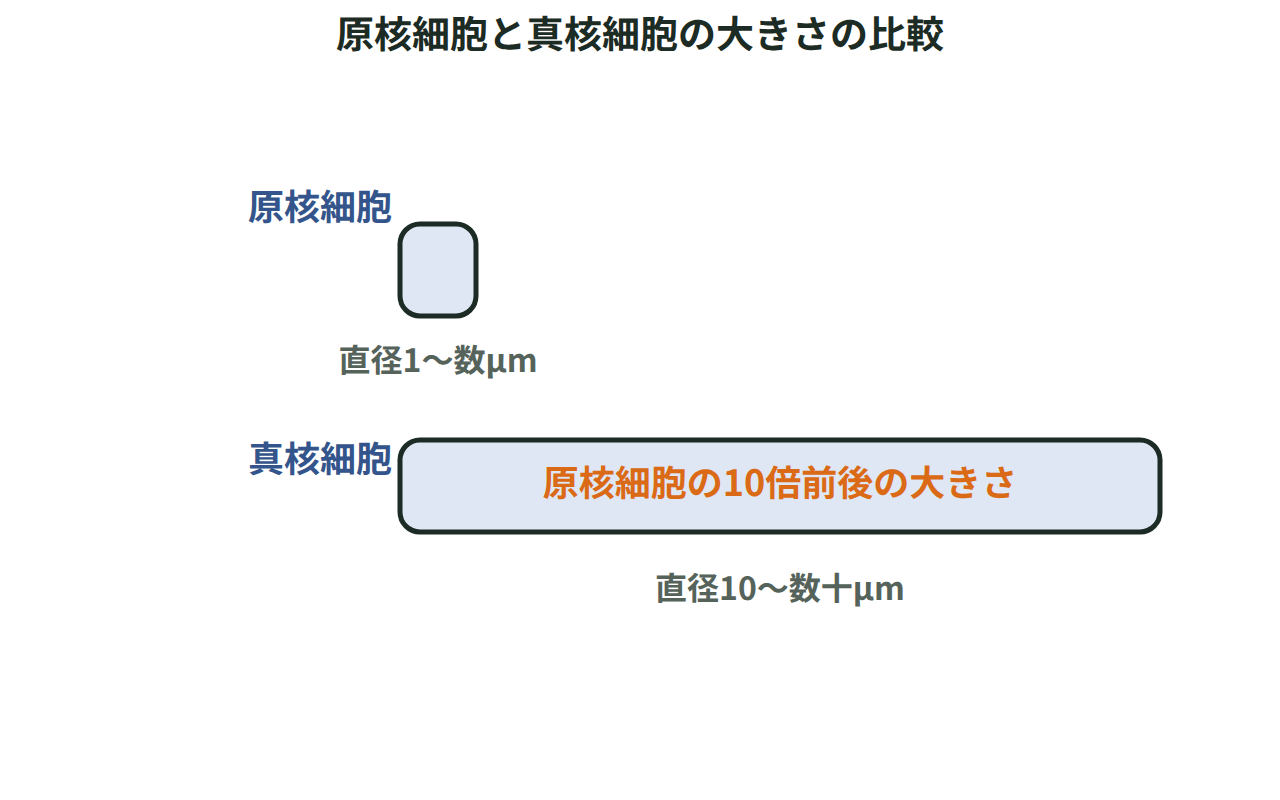 原核細胞（1〜数マイクロメートル）と真核細胞（10〜数十マイクロメートル）の直径を同じ目盛りの棒で比べた図