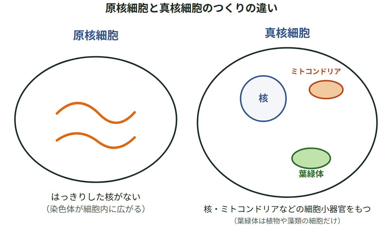 原核細胞には核や細胞小器官が無く、真核細胞には核・ミトコンドリア・葉緑体があることを並べて示した図