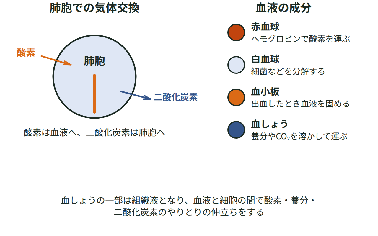 肺胞と毛細血管で酸素と二酸化炭素が交換される様子、および赤血球・白血球・血小板・血しょうの4つの成分とそれぞれのはたらきを示す図