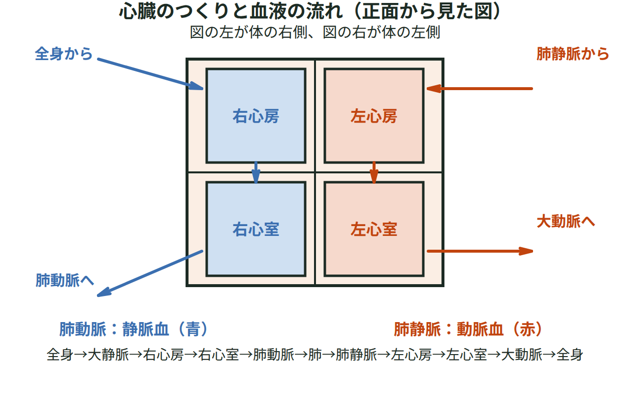 心臓の2心房2心室のつくりと、全身→右心房→右心室→肺→左心房→左心室→全身という肺循環・体循環の流れを動脈血は赤、静脈血は青で示す図