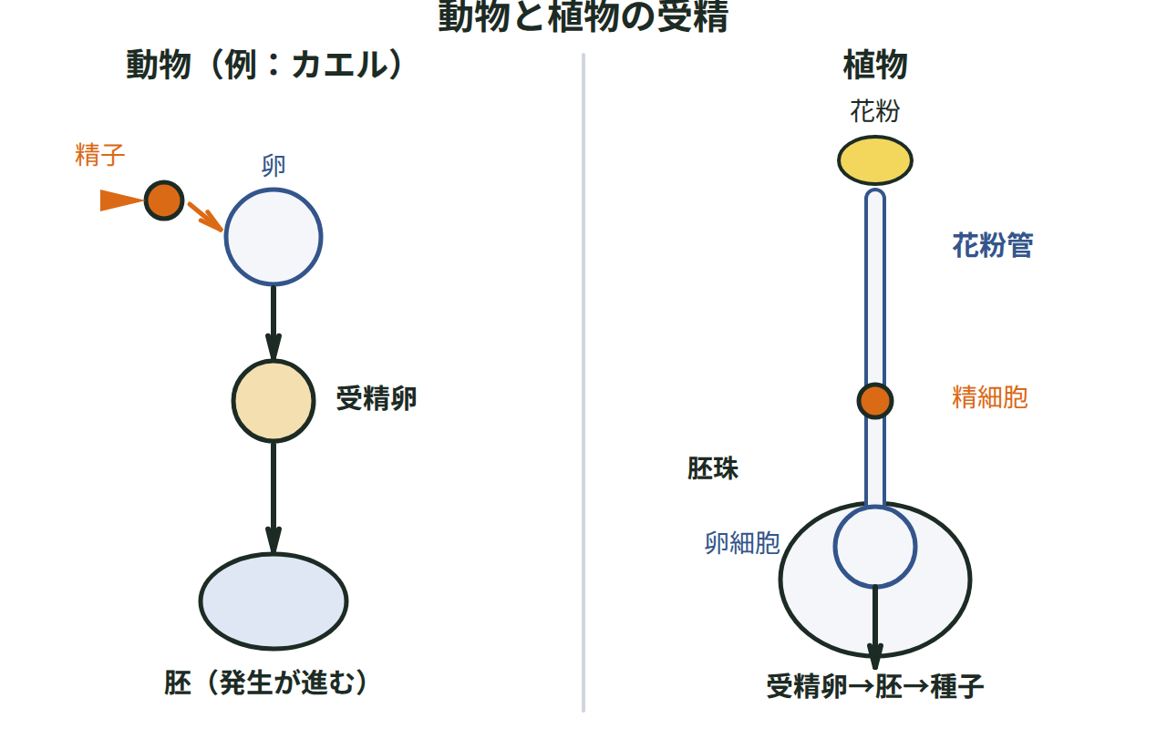 動物では精子と卵が結びついて受精卵になり発生が進む様子、植物では花粉管の中を精細胞が運ばれて卵細胞と結びつき種子ができる様子を並べて示す図
