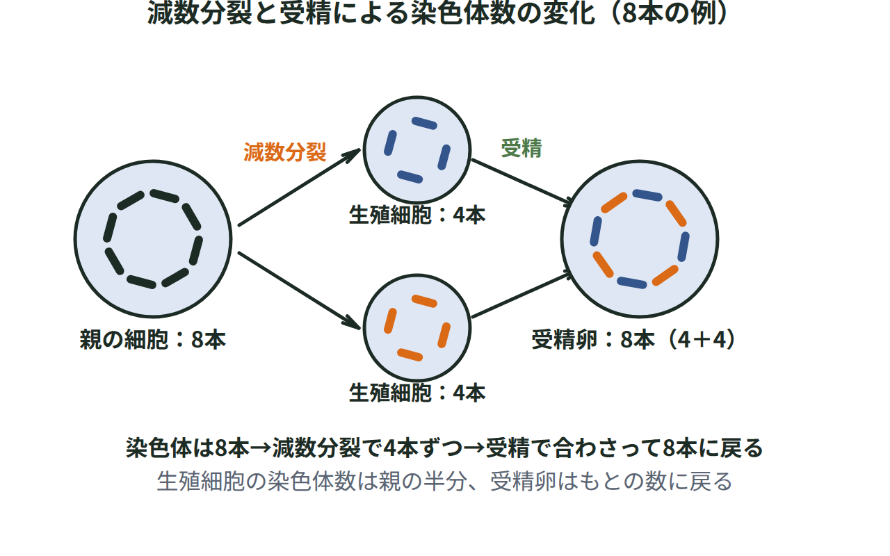 染色体8本の細胞が減数分裂で染色体4本ずつの生殖細胞になり、雌と雄のものが合体して染色体8本の受精卵に戻る様子を示す図