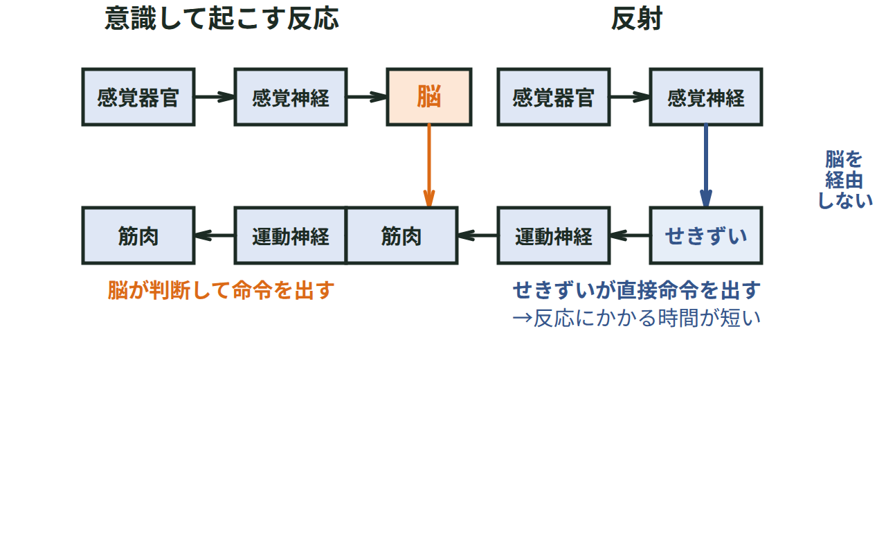 意識して起こす反応（感覚器官→感覚神経→脳→運動神経→筋肉）と反射（感覚神経からせきずいへ、脳を経由せず運動神経→筋肉）の経路を並べて示す図
