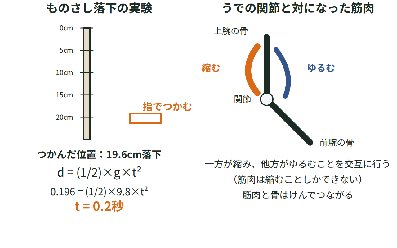 ものさしが19.6cm落ちた図と、落下距離から反応時間0.2秒を求める式、うでの関節で対になった筋肉が縮む側とゆるむ側に分かれて曲げ伸ばしする様子を示す図