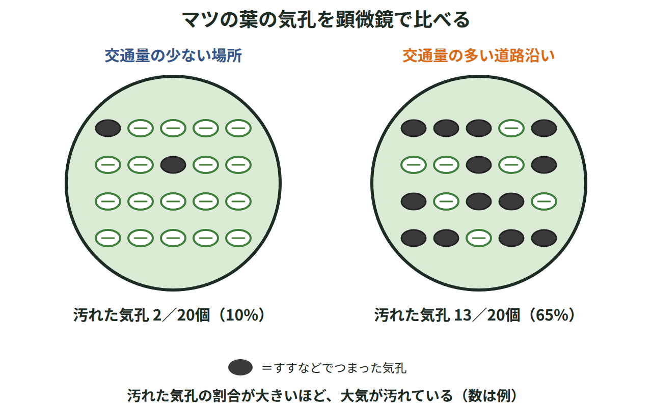 交通量の少ない場所と交通量の多い道路沿いのマツの葉の気孔を顕微鏡で比べ、道路沿いでは黒く汚れた気孔の割合が大きいことを示した図