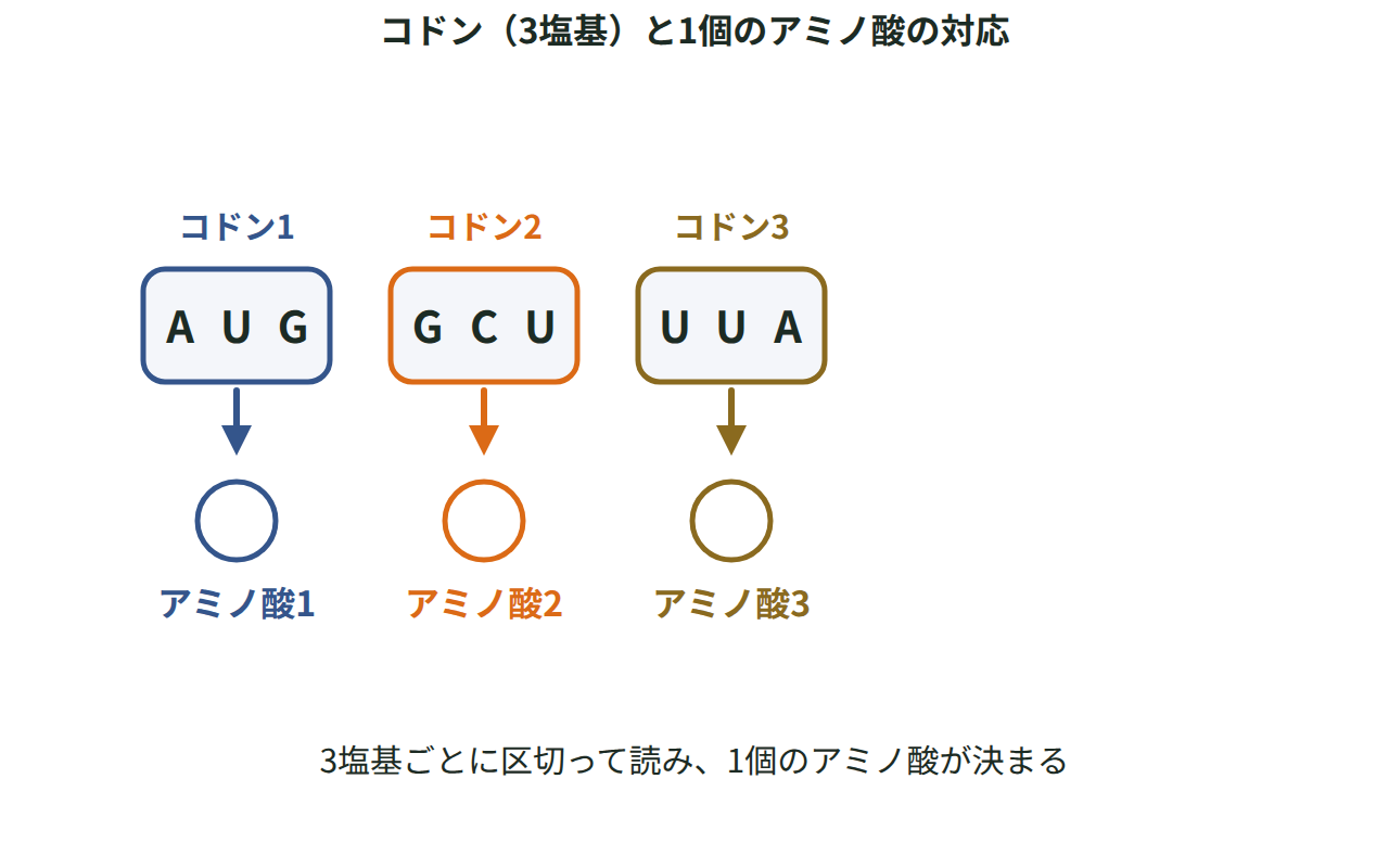 mRNAを3塩基ごとのコドンに区切り、それぞれの矢印の先に対応するアミノ酸がつながる様子を示した図