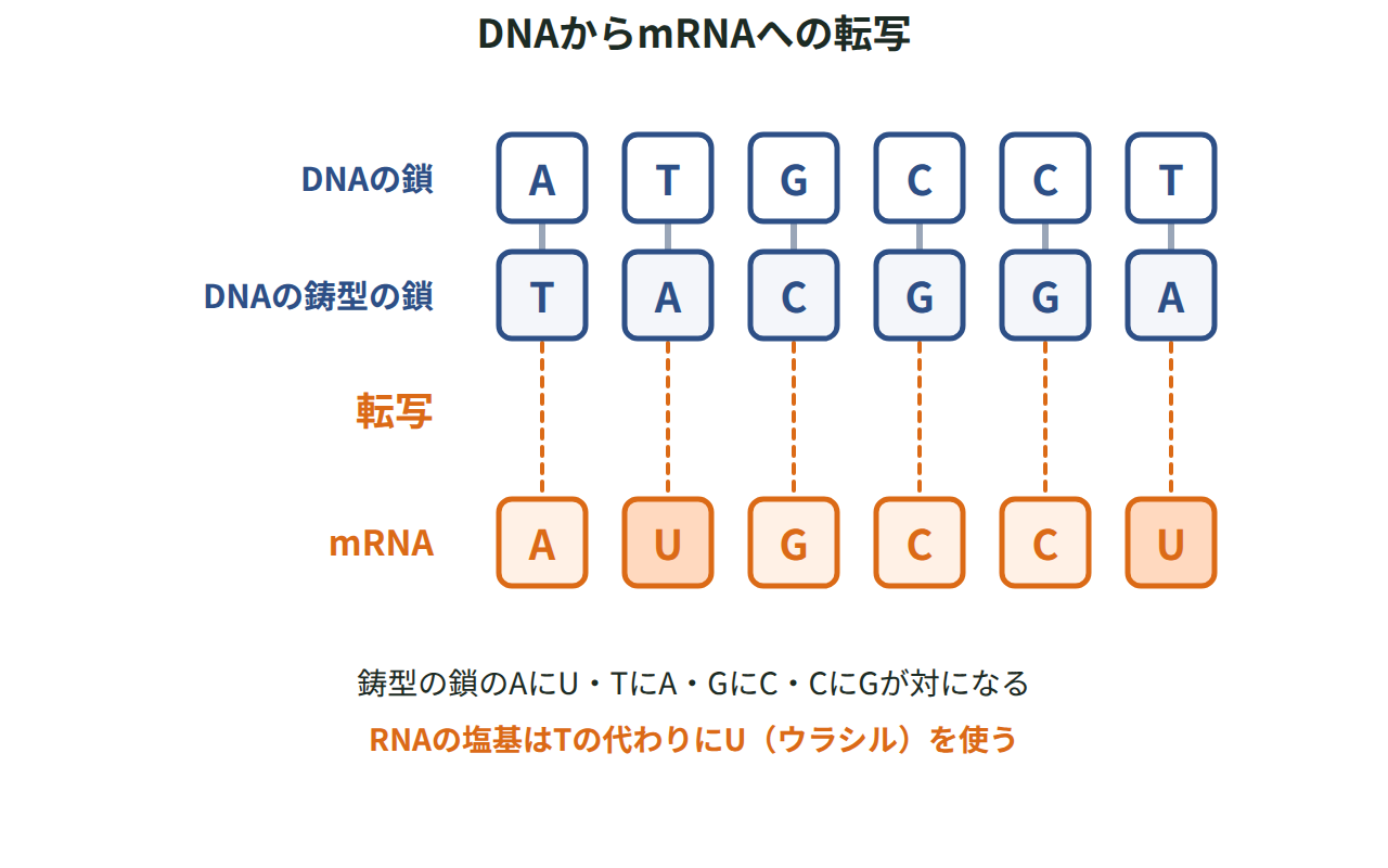 DNAの鋳型の鎖の塩基に相補的な塩基が並んでmRNAができ、Tの代わりにUが使われる様子を示した図