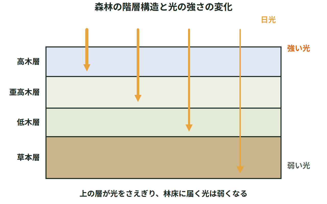 高木層・亜高木層・低木層・草本層の4層に分かれた森林の断面に、上から差す日光の矢印が下の層ほど減っていくようすを描いた図