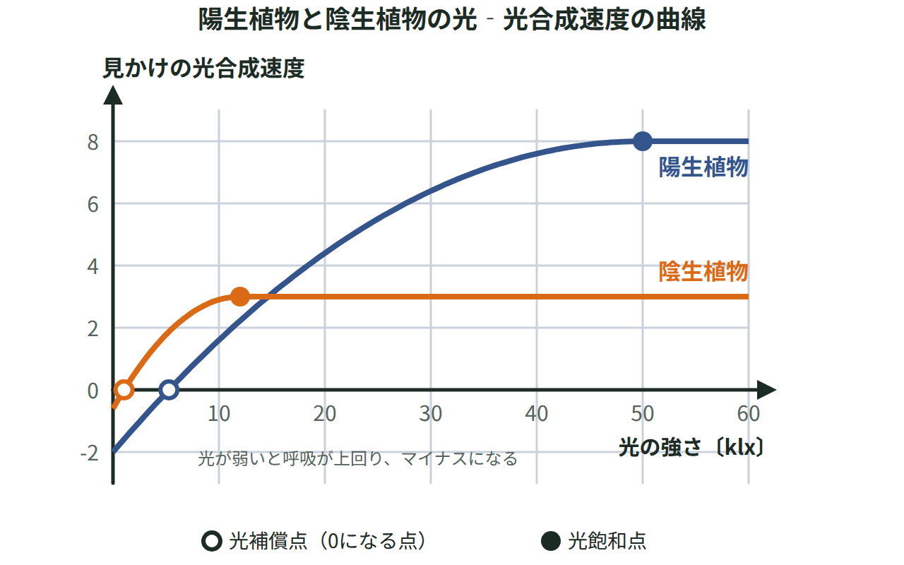 横軸に光の強さ、縦軸に見かけの光合成速度をとり、陽生植物と陰生植物それぞれの光補償点と光飽和点を曲線の上の点で示したグラフ